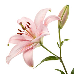 Naklejka premium White easter lily flower isolated on a transparent background png