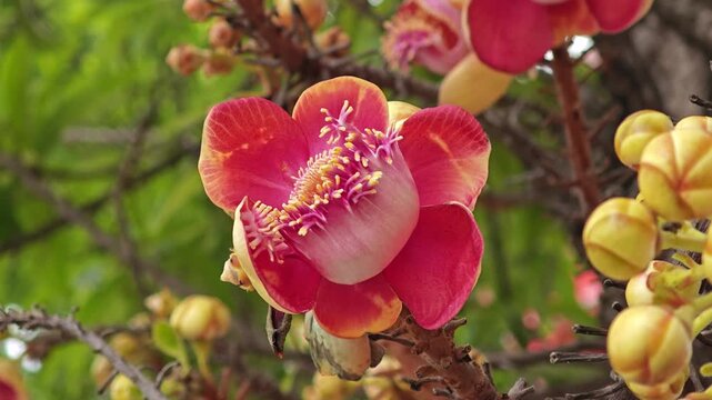 Cannonball tree, Sala tree. Shorea robusta flowers.