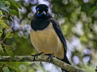 Brasil. Plush-crested Jay, Cyanocorax chrysops, sits on a branch and observes the surroundings.