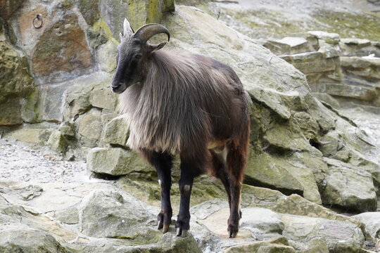 A watchful Himalayan Tahr (Hemitragus Jemlahicus) with its beautiful brown fur and majestic horns stands alert on a rock in the Asian Himalayan mountains