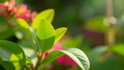 Close-up of vibrant green leaves, soft focus, garden blossoms
