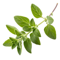 Fototapeta premium Aromatic origanum vulgare herb isolated on a transparent background png