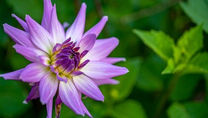 Purple Dahlia Close-Up/Garden