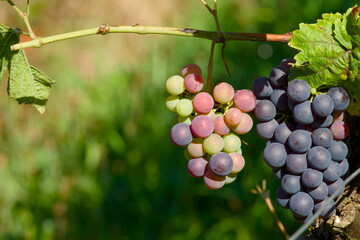 Close-up of an unripe cluster of grapes hanging on a vine on a sunny morning in a vineyard	