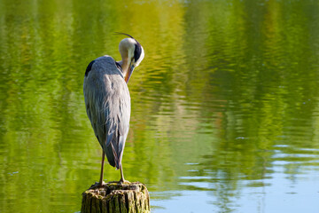 Grey heron standing on a wooden post on a calm lake, grooming feathers