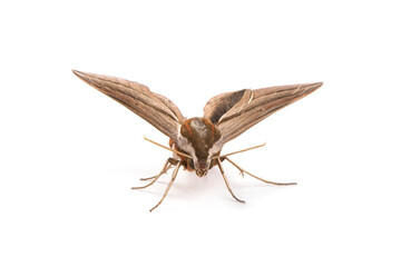 theretra clotho clotho(Theretra oldenlandiae) isolated on white background.