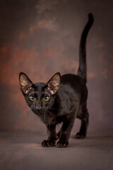 A black teenage cat on a brown background in the studio. A kitten of the oriental breed.