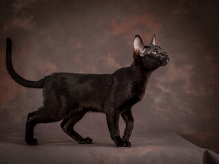 A black teenage cat on a brown background in the studio. A kitten of the oriental breed.