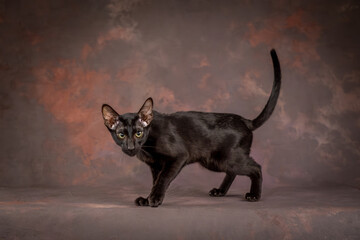 A black teenage cat on a brown background in the studio. A kitten of the oriental breed.
