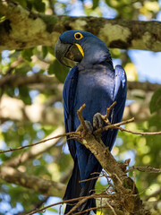 Brazil. Pantanal, a pair of Hyacinth Macaw, Anodorhynchus hyacinthinus, sitting in branches and looking around.
