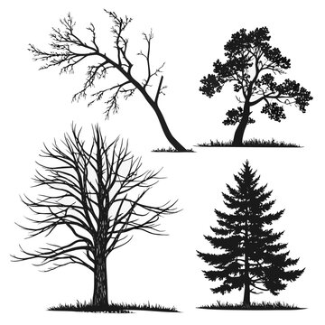Bare deciduous pine evergreen trees silhouettes grass bare tree deciduous tree