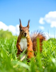 Squirrel in a grassy field on a sunny day