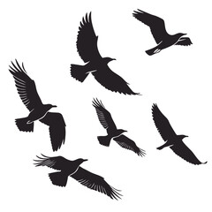 Obraz premium Black silhouettes of birds in flight flying wings