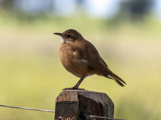 Brazil, Pantanal, Rufous hornero, Furnarius rufus sitting on a fence and looking around