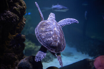 Obraz premium Big beautiful turtle in an aquarium. Turtle in captivity. Background, space for text. 