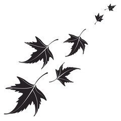 Black sycamore leaves falling in motion falling leaves autumn