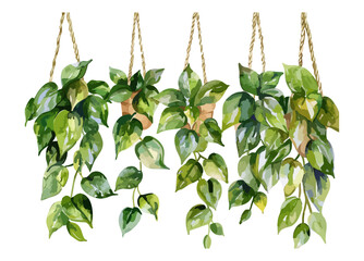 Lush Green Hanging Plants with Diverse Leaf Shapes in Natural Light on White Background