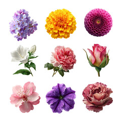 A vibrant arrangement of various colorful flowers in bloom, showcasing nature's beauty. Flower isolated on white background, Transparent Background