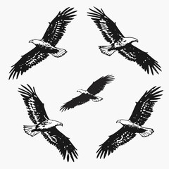 Five eagles in flight black and white bird flying