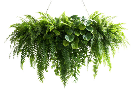Bunch of decorative ferns and trailing pothos isolated on transparent background