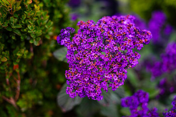 Obraz premium Vibrant Purple Heliotrope Blossoms in the Garden 