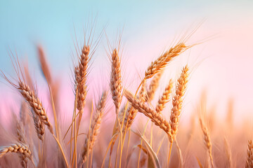 Obraz premium Golden stalks of wheat sway gently in the evening breeze beneath a soft pastel sky, creating a calm and serene rural landscape at sunset