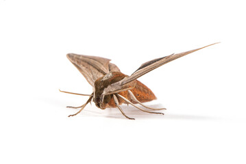 theretra clotho clotho(Theretra oldenlandiae) isolated on white background.