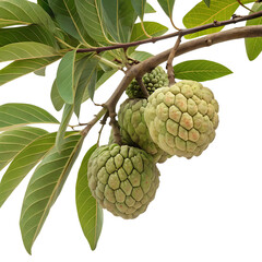Custard apple fruits growing on a tree branch with leaves, isolated on transparent background