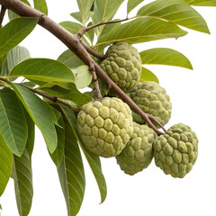 Fototapeta premium Sugar apple fruit on a branch isolated on transparent background