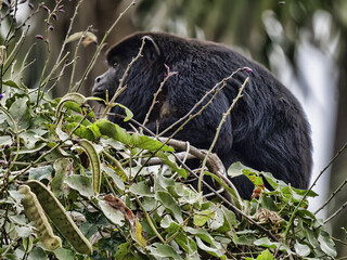 Brazil. Pantanal, Howler Monkey, Alouatta caraya, sitting high in the branches and looking for food