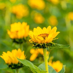 Vibrant sunflowers in a field