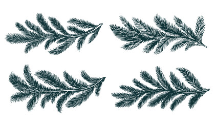 Green fir branch on a white background hand drawn set. © Olesya