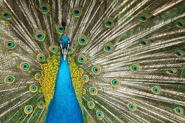 Peacock. Close-up of a colorful peacock spreading its wings and ornate feathers.