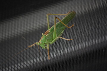 Grüne Heuschrecke am Fliegengitter.