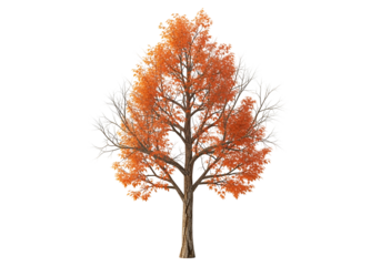 An autumnal tree, adorned with frost and snow, stands majestically against a stark black background, showcasing a vibrant orange-red foliage and icy branches.
