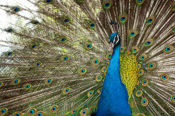 Peacock. Close-up of a colorful peacock spreading its wings and ornate feathers.