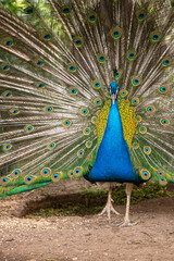 Peacock. Close-up of a colorful peacock spreading its wings and ornate feathers.