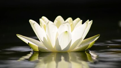 Close-up of a white lotus flower floating on calm water, symbol of peace, purity, and mindfulness. Perfect for wellness, meditation, and spiritual themes. - Powered by Adobe