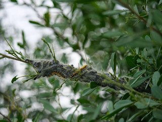 Agroup or army of Bombycomorpha bifascia, the pepper-tree caterpillars together on a green tree branch