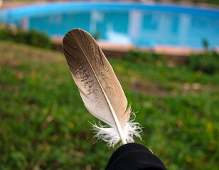 Feather near pool