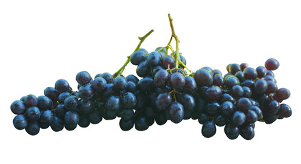 There is a bunch of black grapes on a white background.