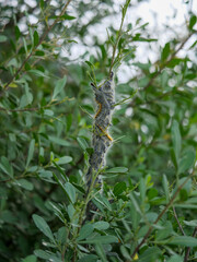 Agroup or army of Bombycomorpha bifascia, the pepper-tree caterpillars together on a green tree branch. Vertical image, instagram
