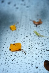 A close-up of raindrops and colourful fallen autumn leaves on a wet metal surface. The photograph captures a serene yet melancholic mood typical of a chilly autumn day.