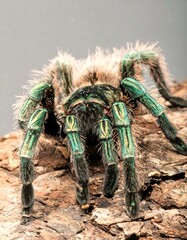 Vibrant tarantula on wood