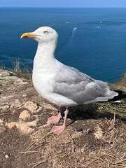 Seagull standing on rocky ledge overlooking a vast ocean landscape and clear blue sky