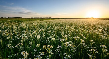 field of flowers