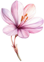 Naklejka premium Watercolor painting of a purple flower isolated on transparent background