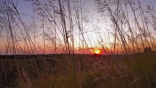 Summertime mountain fields landscape with flowers in sunset sunrise time.