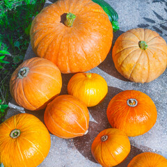Ripe orange and yellow pumpkins lie on the grass. Harvesting. Big and small pumpkins. Top view