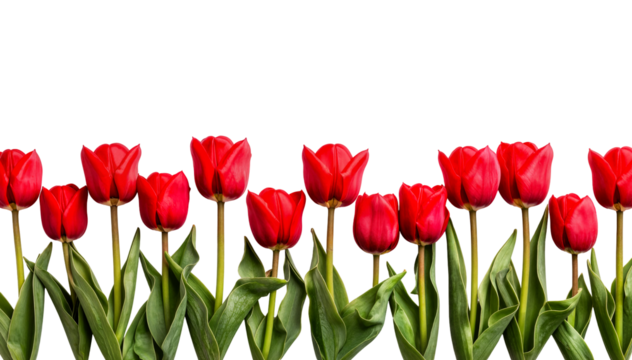 PNG Transparent Red Tulip Floral Border